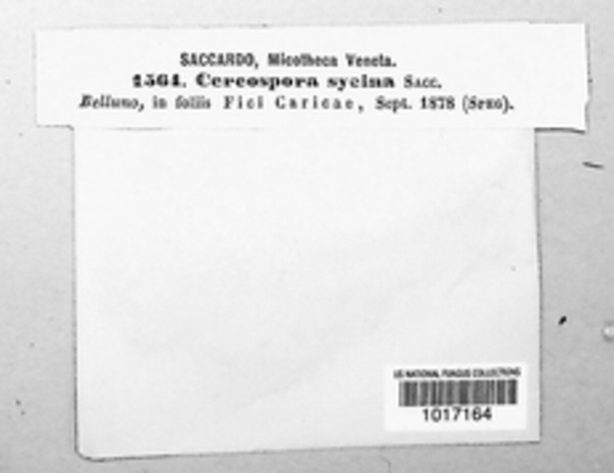 Cercospora sycina image